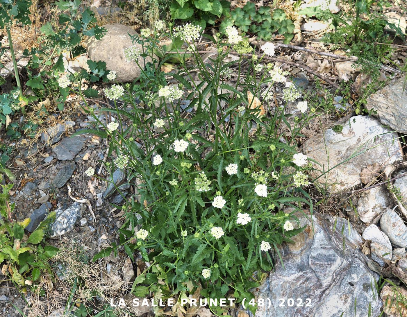 Hedge Parsley, Upright  plant